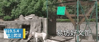 狗和狼的爱情故事