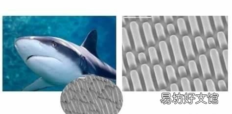 鲨鱼皮泳衣 为什么鲨鱼皮泳衣会退出奥运舞台?