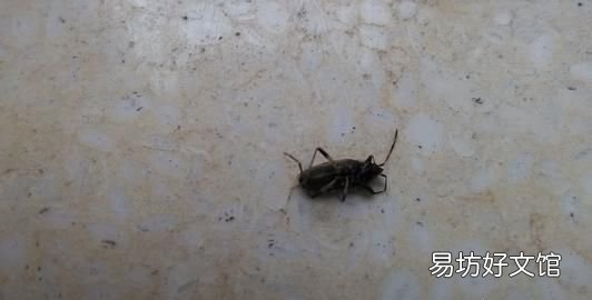 怎样清除家里的小飞蛾