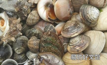 花蛤需要去屎吗 花蛤怎么做好吃