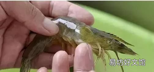 虾怎样煮才好吃又简单