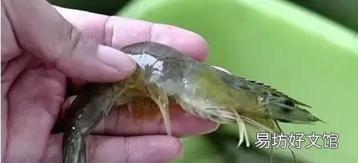 虾怎样煮才好吃又简单