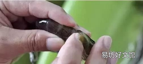 虾怎样煮才好吃又简单