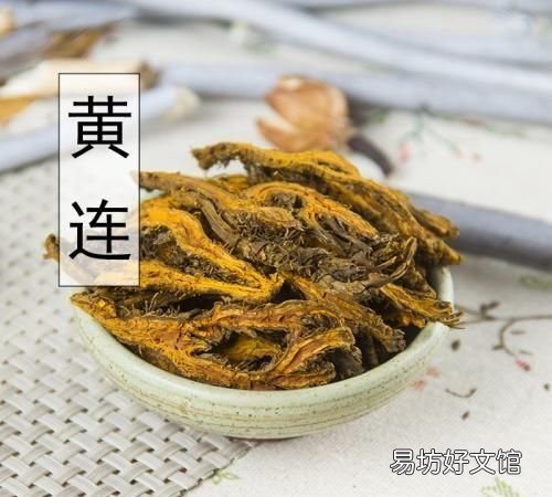 黄连是什么样的草药 清营汤组成