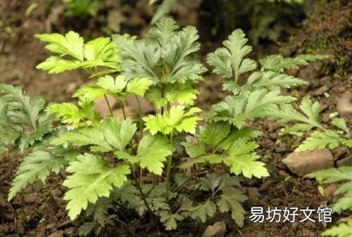 黄连是什么样的草药 清营汤组成