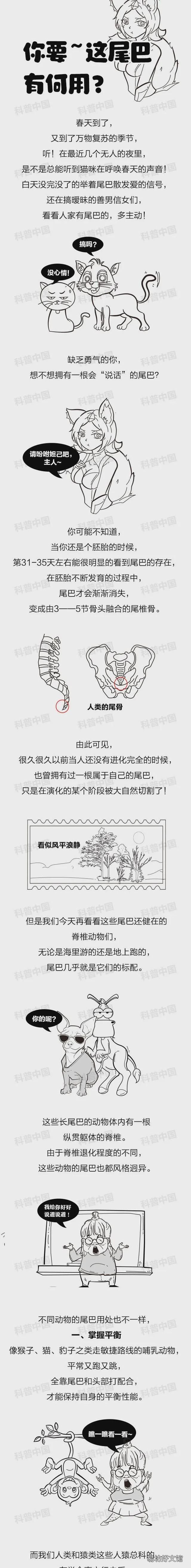 大眼睛长尾巴一跳一跳的动物 动物长尾巴是干什么用的
