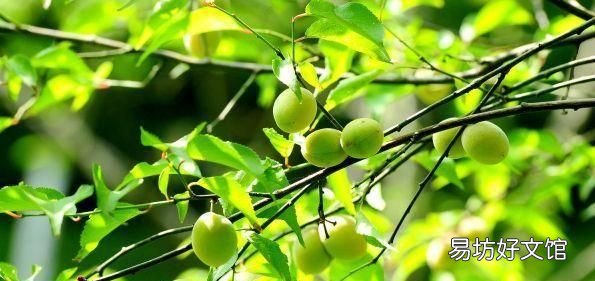 日长篱落无人过的下一句
