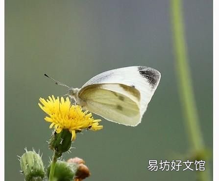 日长篱落无人过的下一句