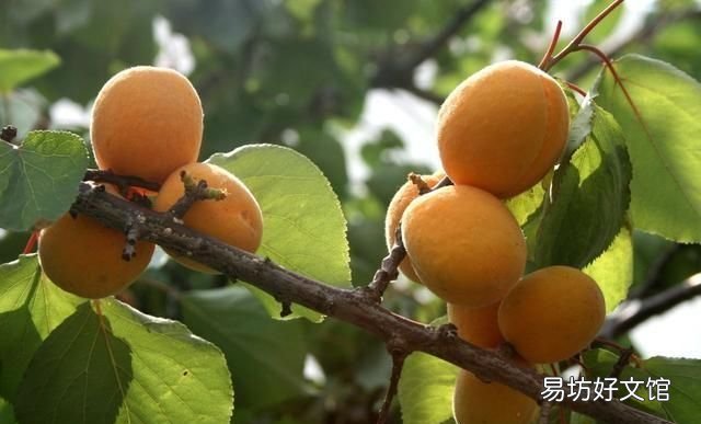 日长篱落无人过的下一句