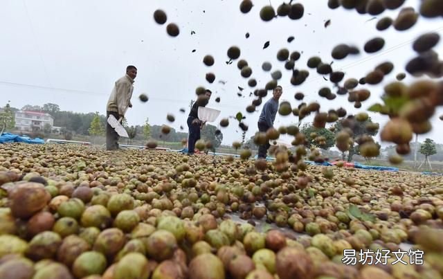 茶油是什么,茶油是油中之王吗?