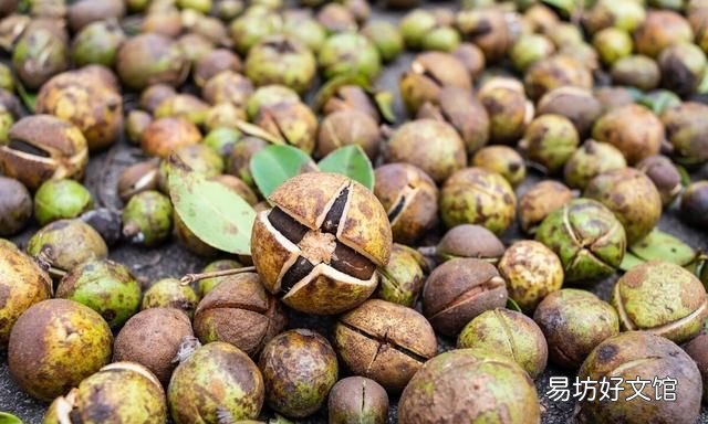 茶油是什么,茶油是油中之王吗?