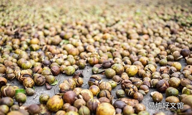 茶油是什么,茶油是油中之王吗?