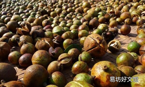 茶油是什么,茶油是油中之王吗?