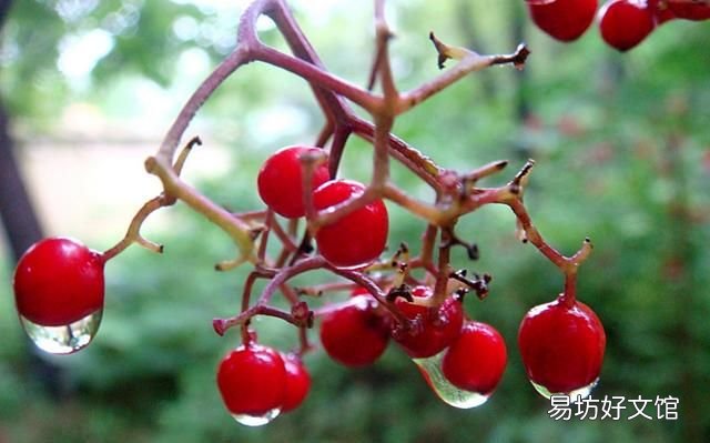 相思 王维 王维的《相思》到底是什么意思?