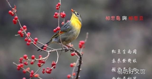 相思 王维 王维的《相思》到底是什么意思?