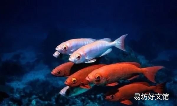三月份能钩甲鱼,三月份适合钓甲鱼吗