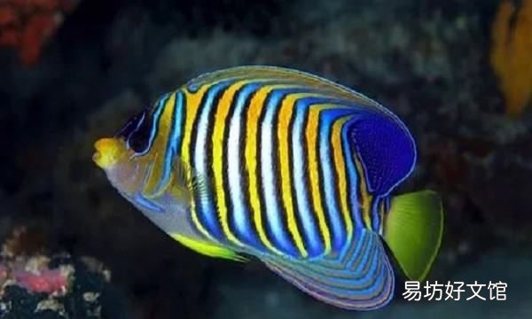 三月份能钩甲鱼,三月份适合钓甲鱼吗