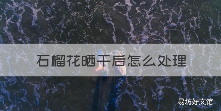 石榴花晒干后怎么处理,翅果菊晒干泡茶喝的功效