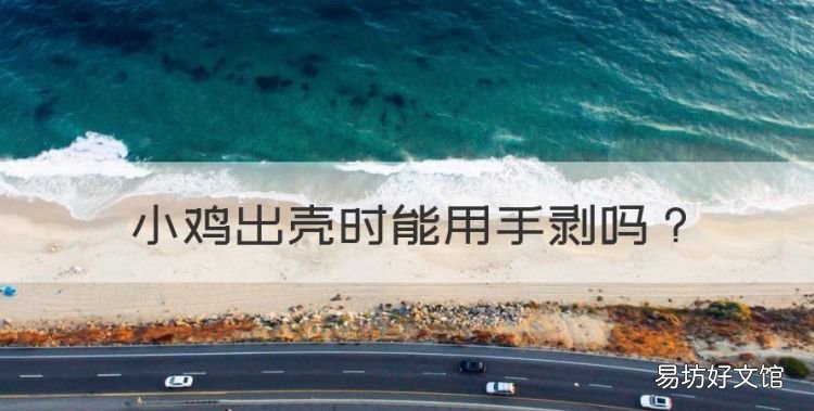 小鸡出壳时能用手剥,用手剥的小鸡能活几个