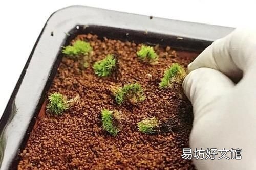 怎么用土豆做苔藓:苔藓盆景的种类