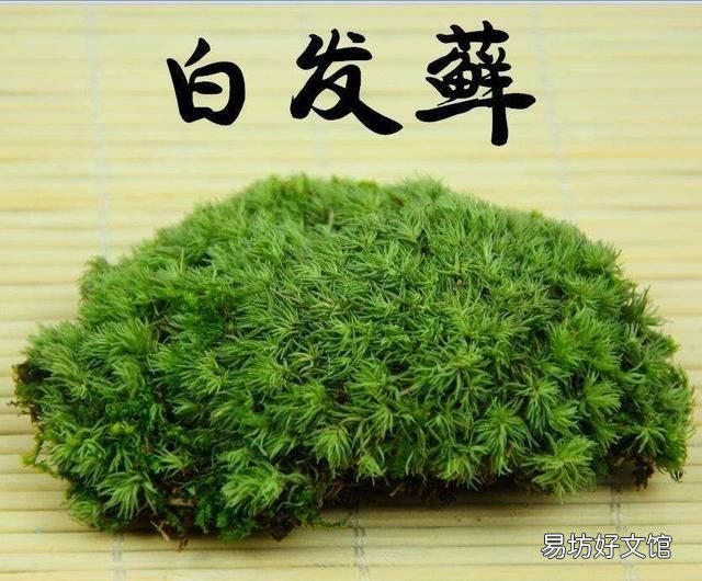 怎么用土豆做苔藓:苔藓盆景的种类