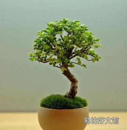 怎么用土豆做苔藓:苔藓盆景的种类