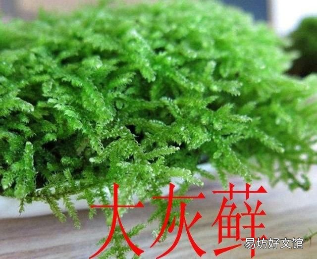 怎么用土豆做苔藓:苔藓盆景的种类