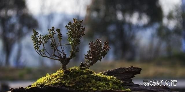 怎么用土豆做苔藓:苔藓盆景的种类