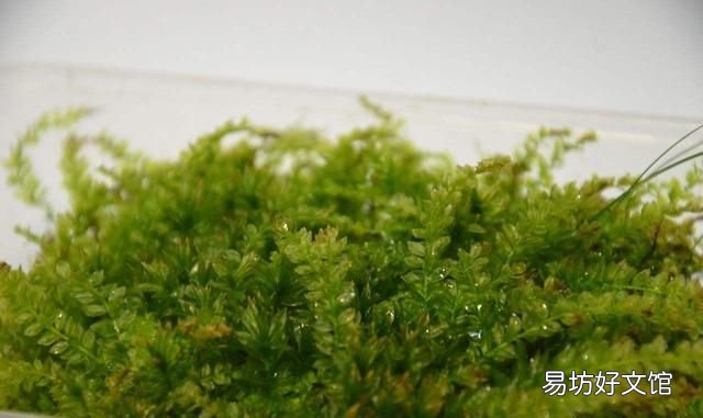 怎么用土豆做苔藓:苔藓盆景的种类