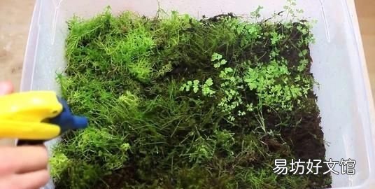 怎么用土豆做苔藓:苔藓盆景的种类