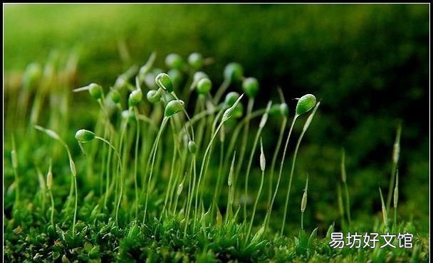 怎么用土豆做苔藓:苔藓盆景的种类