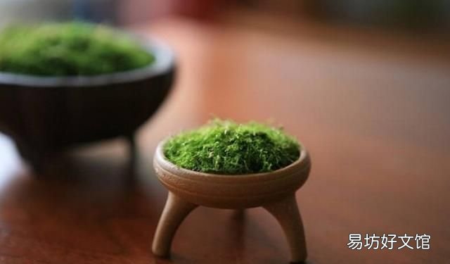 怎么用土豆做苔藓:苔藓盆景的种类