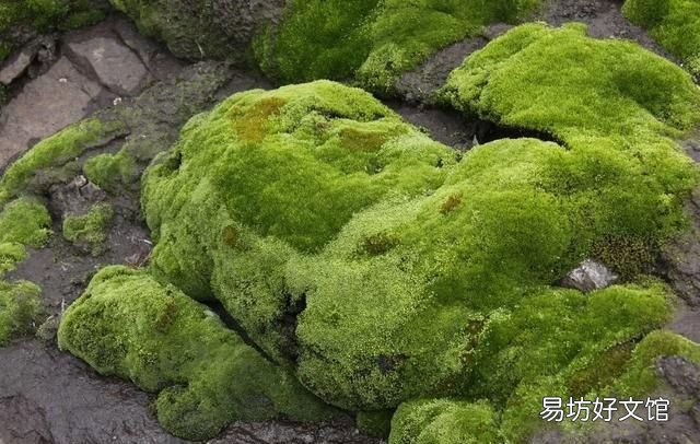 怎么用土豆做苔藓:苔藓盆景的种类