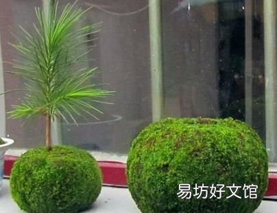 怎么用土豆做苔藓:苔藓盆景的种类