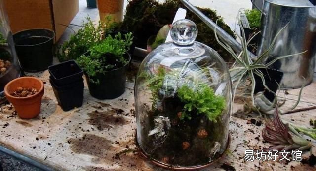 怎么用土豆做苔藓:苔藓盆景的种类