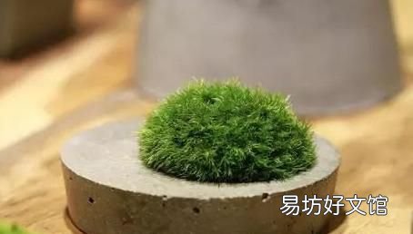 怎么用土豆做苔藓:苔藓盆景的种类