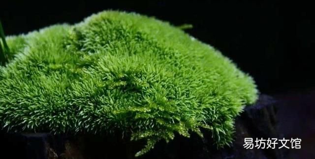 怎么用土豆做苔藓:苔藓盆景的种类