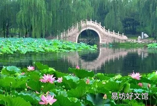映日荷花