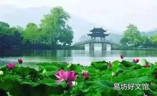 映日荷花