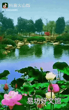 映日荷花