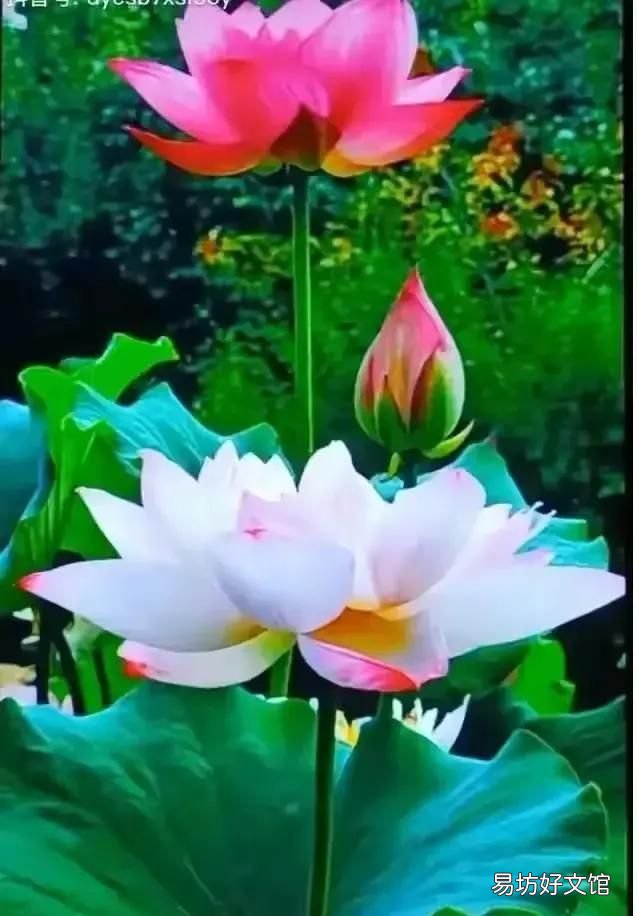 映日荷花