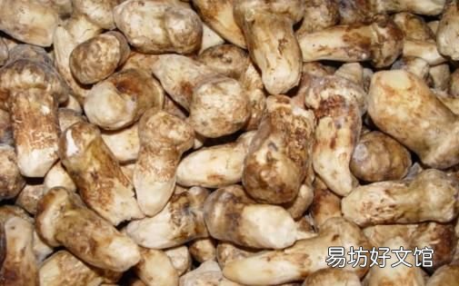 鲜松茸怎么保存? 松茸的保存方法有哪些