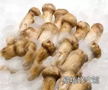 鲜松茸怎么保存? 松茸的保存方法有哪些