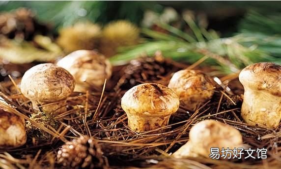 鲜松茸怎么保存? 松茸的保存方法有哪些