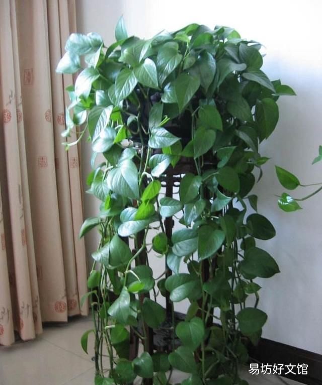 绿萝可以浇豆饼水吗