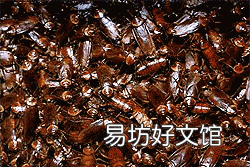 蟑螂怕热吗,吃了蟑螂会死吗