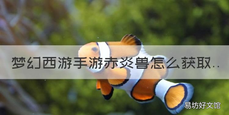 梦幻西游手游赤炎兽怎么获取