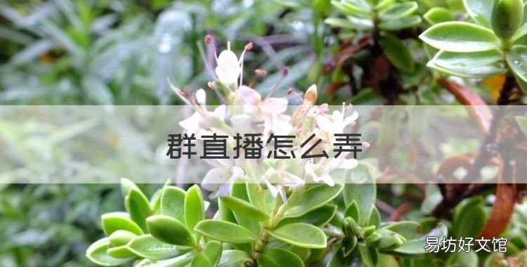群直播怎么弄