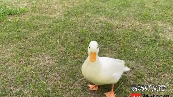 一万块的宠物鸭