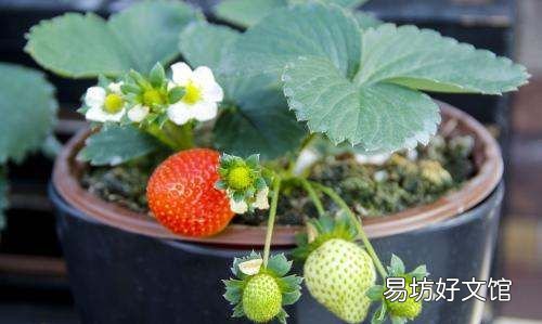 草莓怎么晒太阳,草莓需要晒太阳不